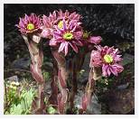 Sempervivum spp * Mountain Houseleek - Robinera, Pyrenees - July 2002 * 4208 x 3572 * (4.62MB)